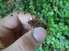 Magicicada septendecim