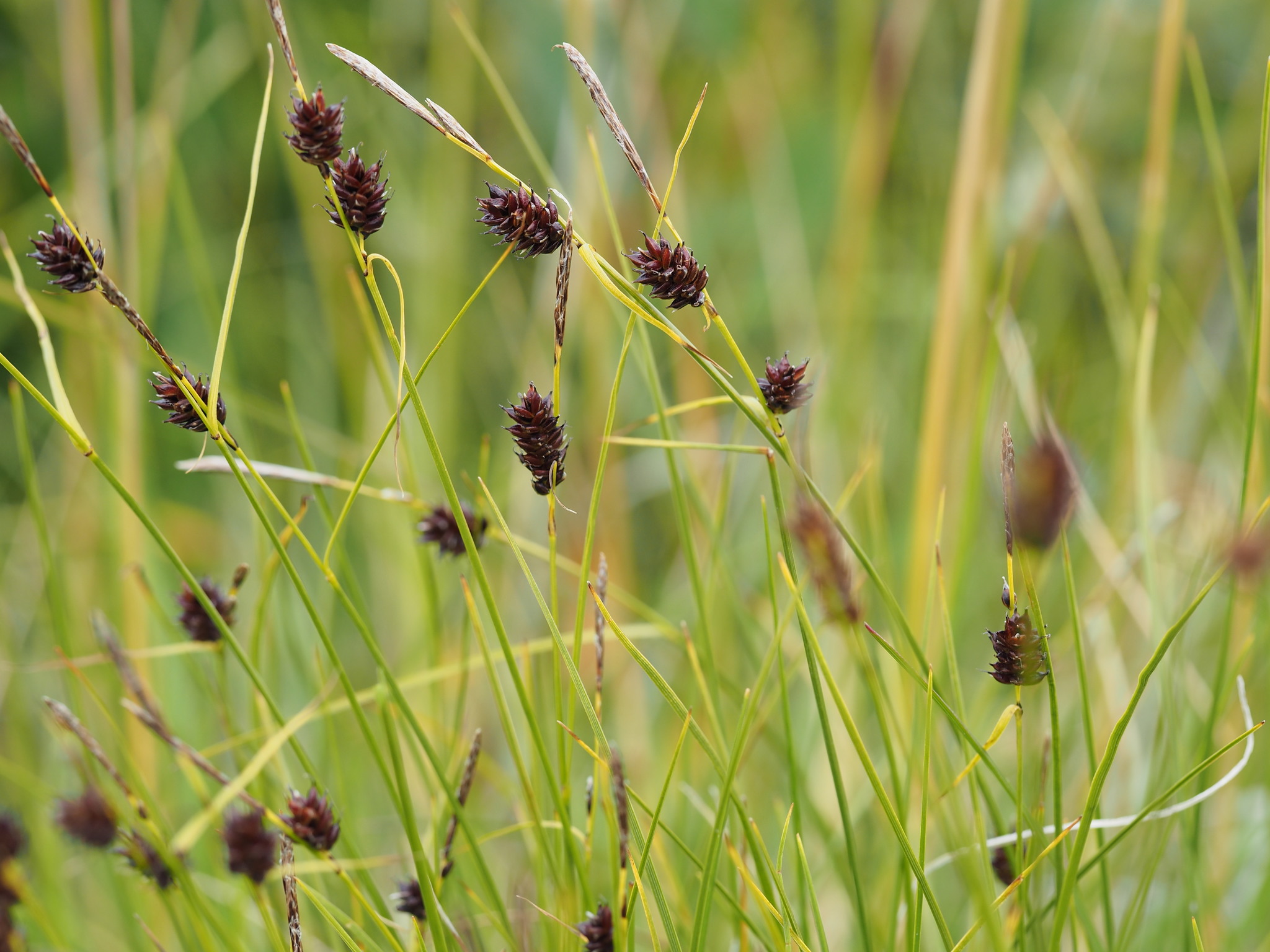 Carex saxatilis