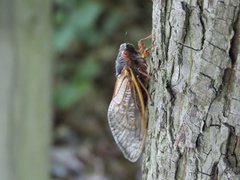 Magicicada septendecim