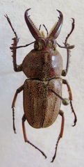 Casignetus humboldti