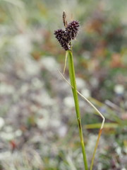 Carex membranacea