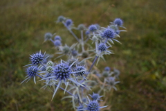 Eryngium amethystinum