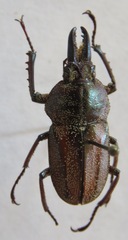 Casignetus humboldti