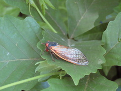 Magicicada septendecim