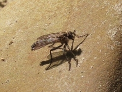 Lasiopogon