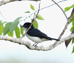 Glossy-Backed Becard photo 1