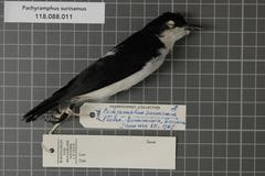 Glossy-Backed Becard photo 2