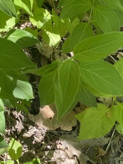 Vincetoxicum rossicum