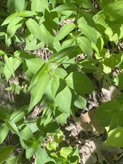 Vincetoxicum rossicum