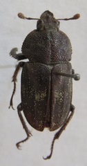 Casignetus humboldti