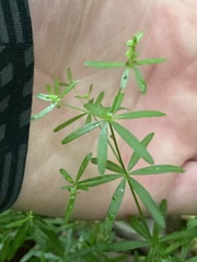 Galium concinnum