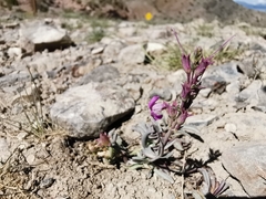 Penstemon confusus