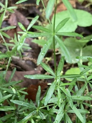 Galium concinnum