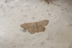 Idaea elongaria