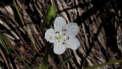 Nemophila menziesii integrifolia