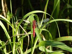 Erythrodiplax castanea