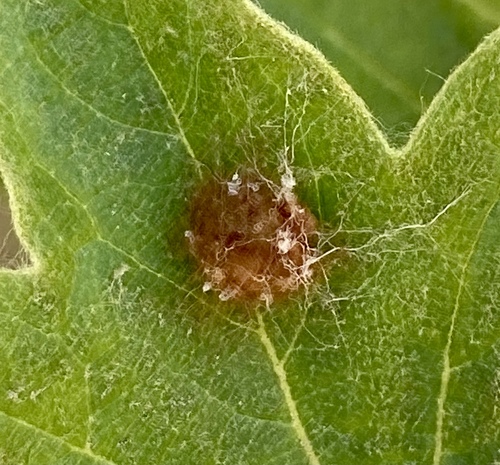 iNaturalist observation photo of Insects