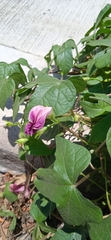 Ipomoea