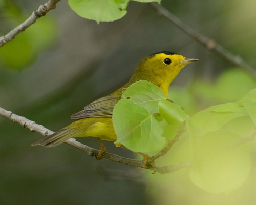 Wilson's Warbler, photo 7 of 8