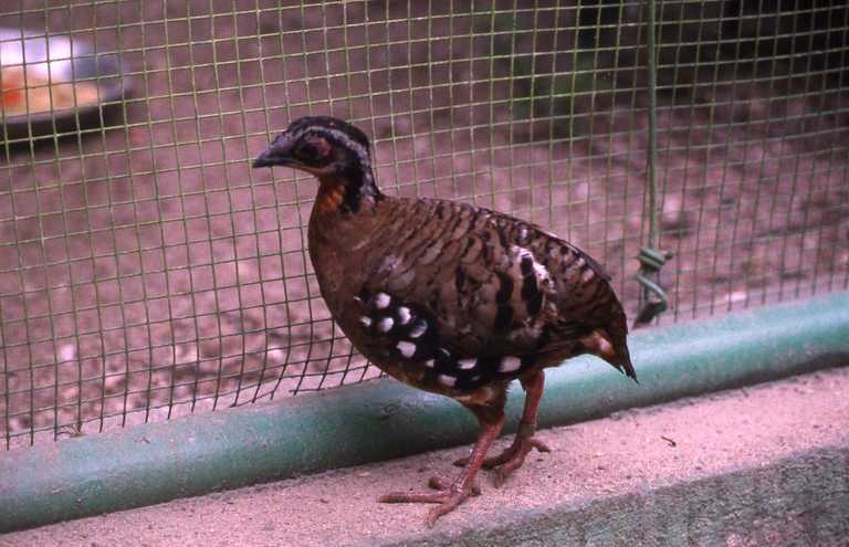 Orange-Necked Partridge