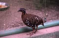 Orange-Necked Partridge photo 1