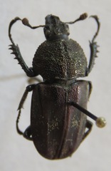 Casignetus humboldti