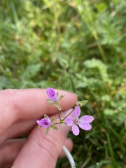 Geranium columbinum