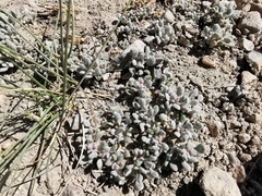 Eriogonum caespitosum