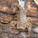 Sawfinger Scorpions - Photo (c) Robin Gwen Agarwal, some rights reserved (CC BY-NC), uploaded by Robin Gwen Agarwal