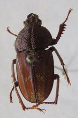 Casignetus humboldti
