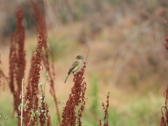 Empidonax albigularis