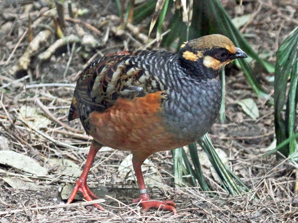 Chestnut-bellied Partridge photo