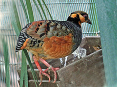 Chestnut-Bellied Partridge photo 2