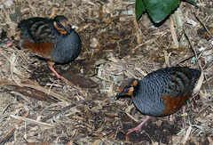 Chestnut-Bellied Partridge photo 3