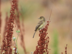 Empidonax albigularis