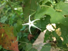 Rytidostylis gracilis