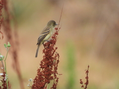 Empidonax albigularis