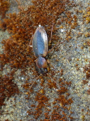 Tanystoma maculicolle