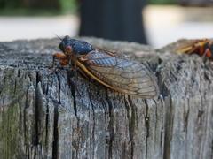 Magicicada septendecim