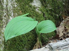 Cypripedium parviflorum pubescens