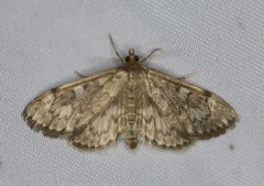 Anania coronata
