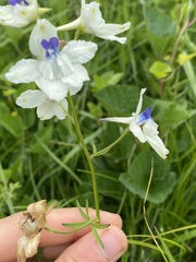 Delphinium pavonaceum
