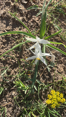 Leucocrinum montanum