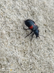 Astylus aulicus