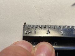 Cyphomyrmex wheeleri