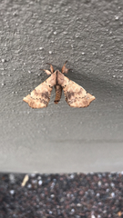 Apatelodes torrefacta