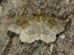 Metarranthis indeclinata