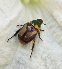 Pseudosinghala dalmanni