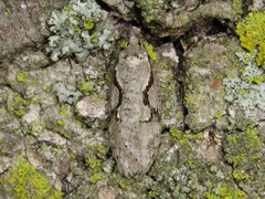 Semioscopis packardella