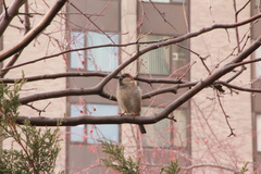 Passer domesticus